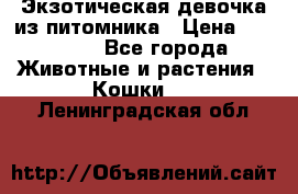 Экзотическая девочка из питомника › Цена ­ 25 000 - Все города Животные и растения » Кошки   . Ленинградская обл.